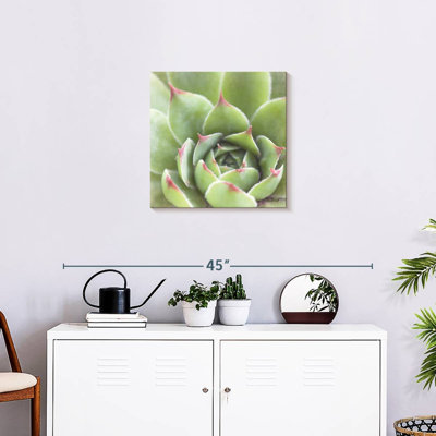 Harnek Garden Succulents III