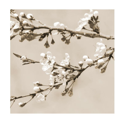 Thinking Of Early Spring IV Print by Sofia Fox