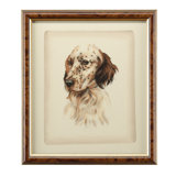Danchin Setter Print