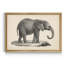 Brodtmann, jeune éléphant, cadre photo, reproduction d'art sur toile-334863750-334863771