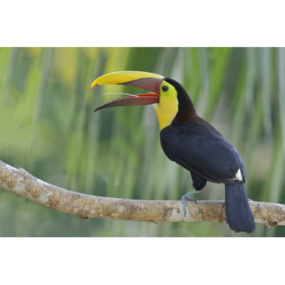 " Chestnut-Mandibled Toucan " by Brianlasenby