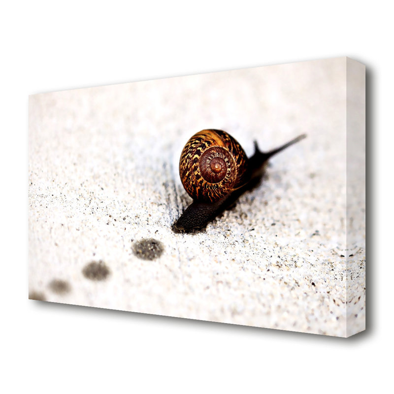 Snail Track Macro Wildlife - Wrapped Canvas Print, 35.6 cm H x 50.8 cm W