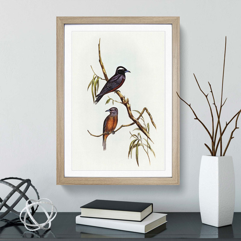 White-Eyebrowed Woodswallows by Elizabeth Gould - Picture Frame Painting Print, Oak Framed, 65cm H x 48cm W x 2cm D