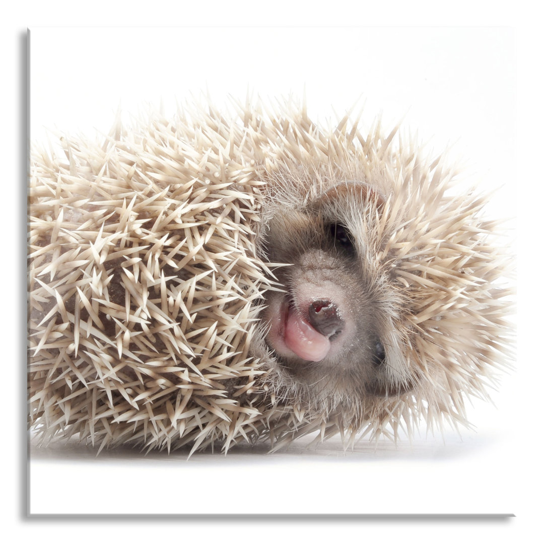 Glasbild Kleines niedliches Baby Hedgeho