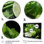 Herbs Cilantro Splash V - Ensemble de 4 pièces d'art mural-115951488