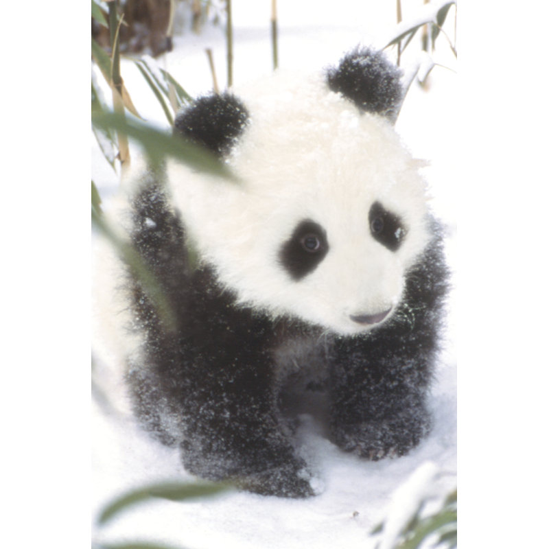 Impression sur papier animaux-panda