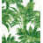 Palm
