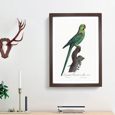 A Rose-Ringed Parakeet by F. Levaillant - Framed Print