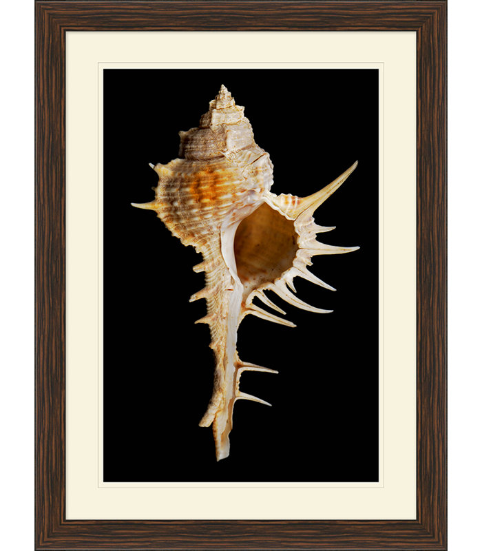 Large Shell 3 Print