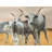 Nguni Breeding Rustic White Braided Polyester Placemat | Decor