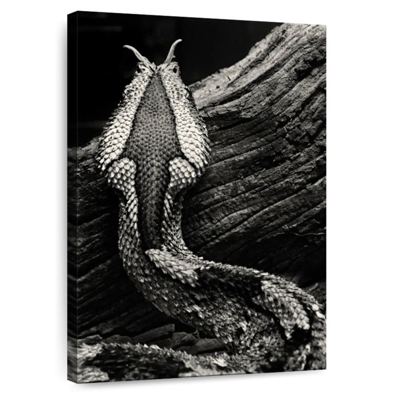 Marquage de serpent monochrome, H 36 po x l 24 po