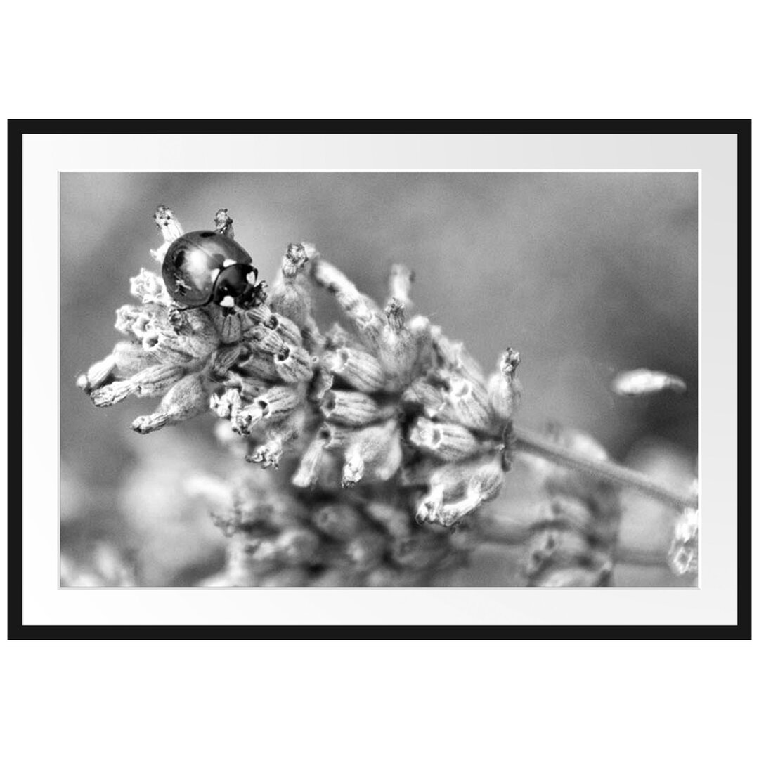 Gerahmtes Poster Marienkäfer auf Lavendel