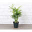 Live Neanthe Bella Palm Plant