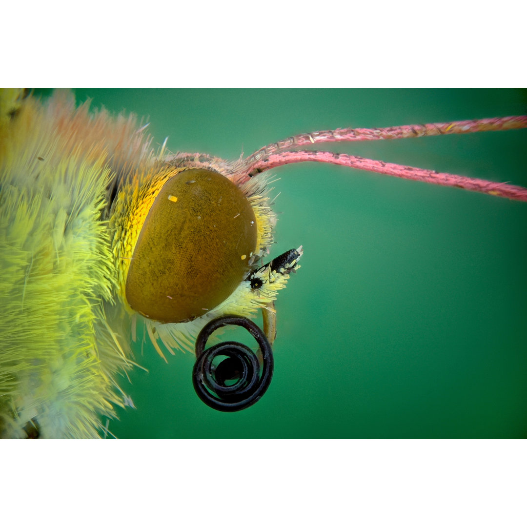 Colias Comun - Leinwandbild