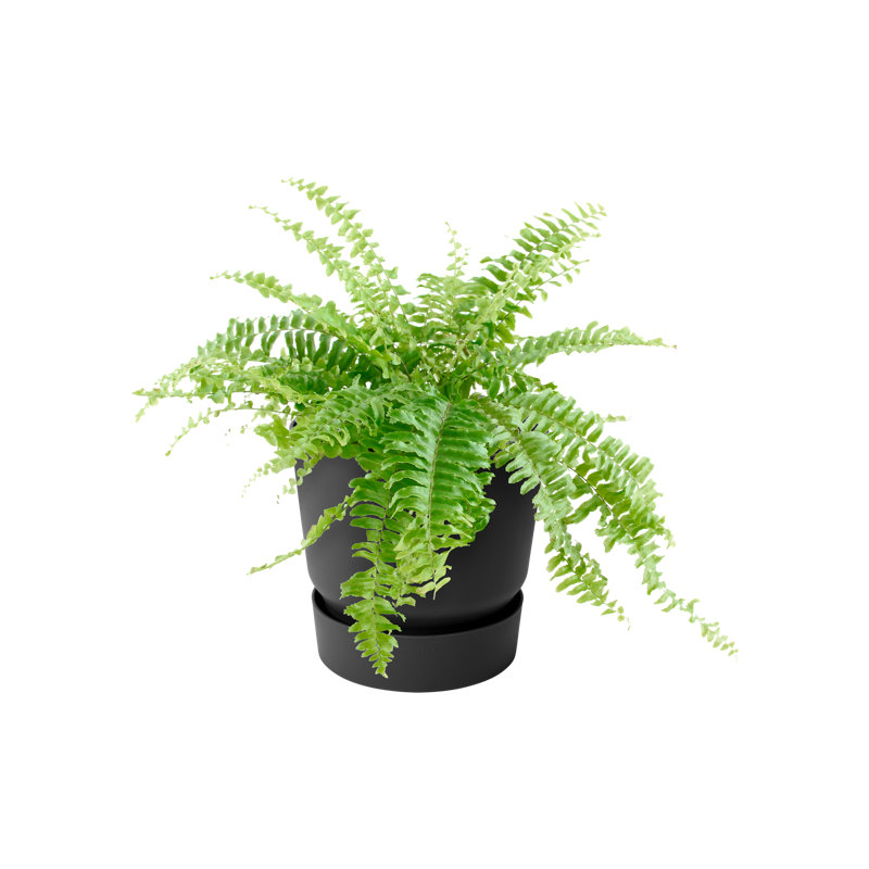 Balcony Planter, Living Black