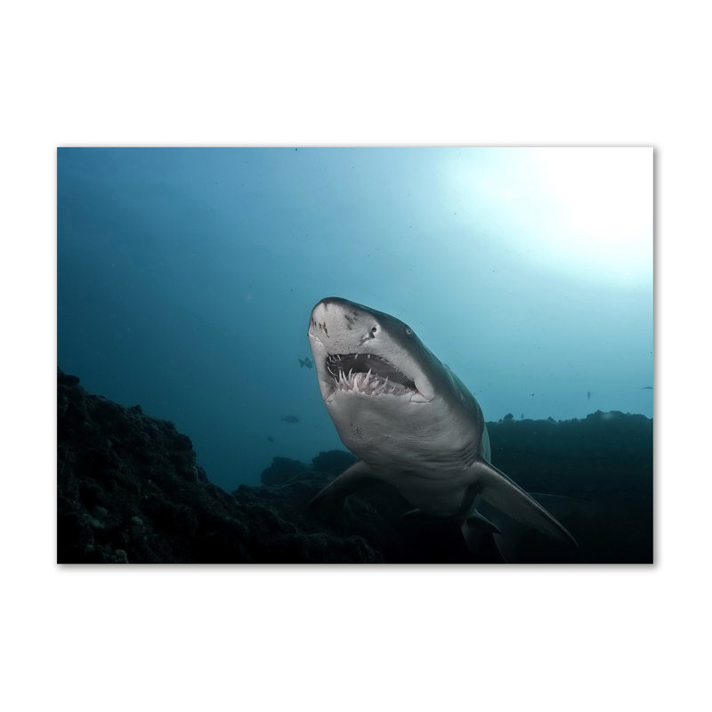 Big Shark - Wrapped Canvas Print