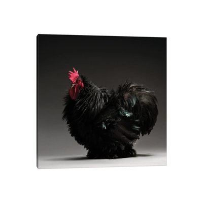 Frizzle Cochin Bantam - Wrapped Canvas Print
