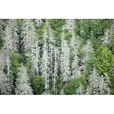 " Eastern Hemlocks In Appalachians "