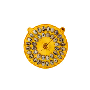 Maxi 24 Small Egg Quadrants