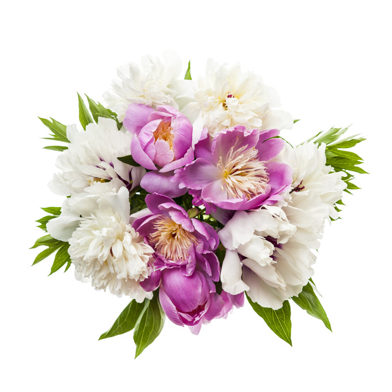 Peony Flower Bouquet Isolated - Wrapped Canvas Print, 51cm H x 51cm W x 3.8cm D