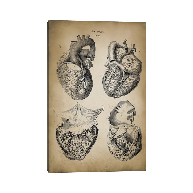 Heart Anatomy by PatentPrintStore - Wrapped Canvas Print, 66.04 cm H x 45.72 cm W x 3.175 cm D