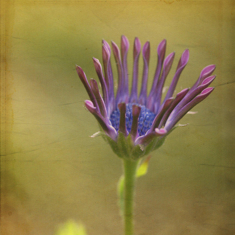 «Waiting On» - mauve III, H 30 po x l 30 po x P 1,25 po