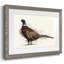Pheasant Splash 1-1796011476-1796011502