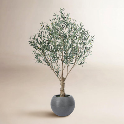 Akita 84" Olive Tree in Planter