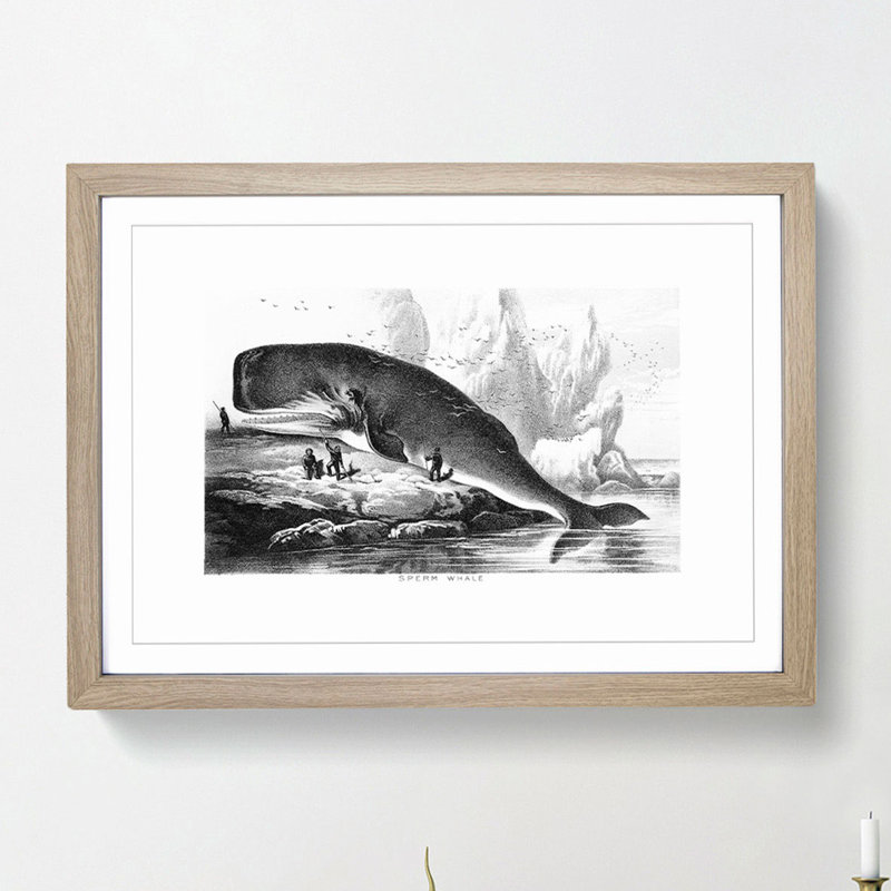 Hunted Sperm Whale by John Karst - Framed Print, 36cm H x 48cm W x 2cm D, Oak Framed