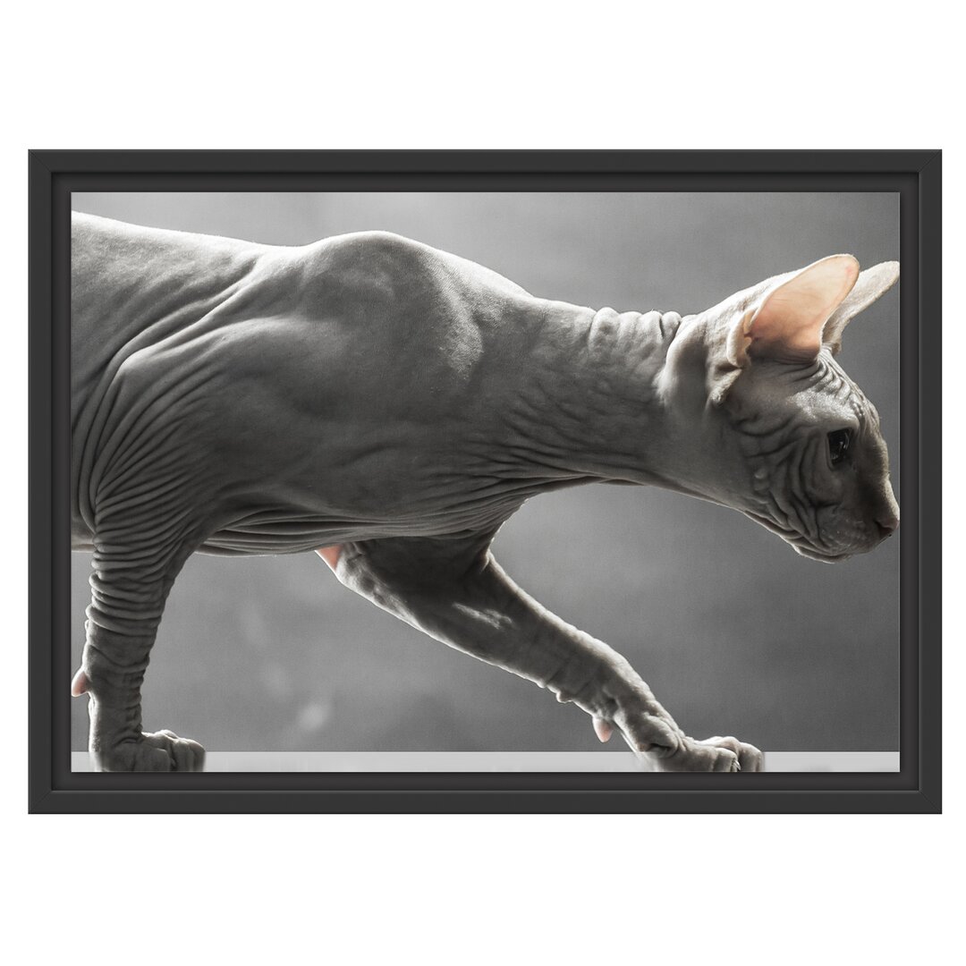 Gerahmtes Wandbild Einzigartige Sphynx Katze