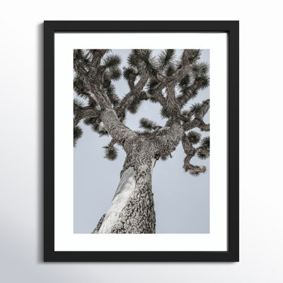 Daisey "Joshua" Print by Shot by Clint
