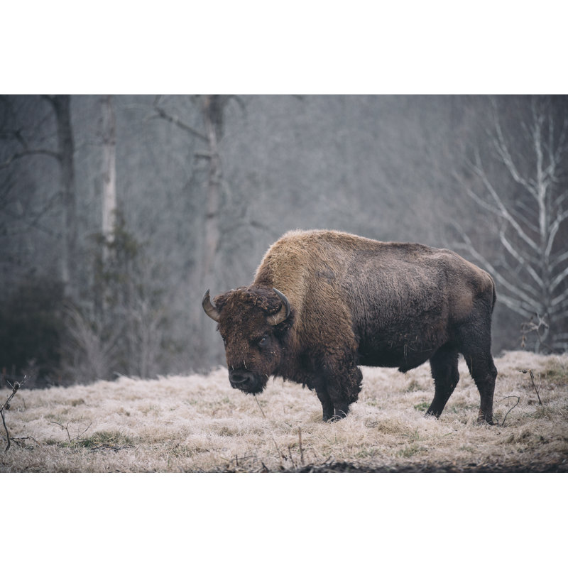 Solitary Bison II by Adam Mead -  Photograph, 30 cm H x 46 cm W, Wrapped Canvas