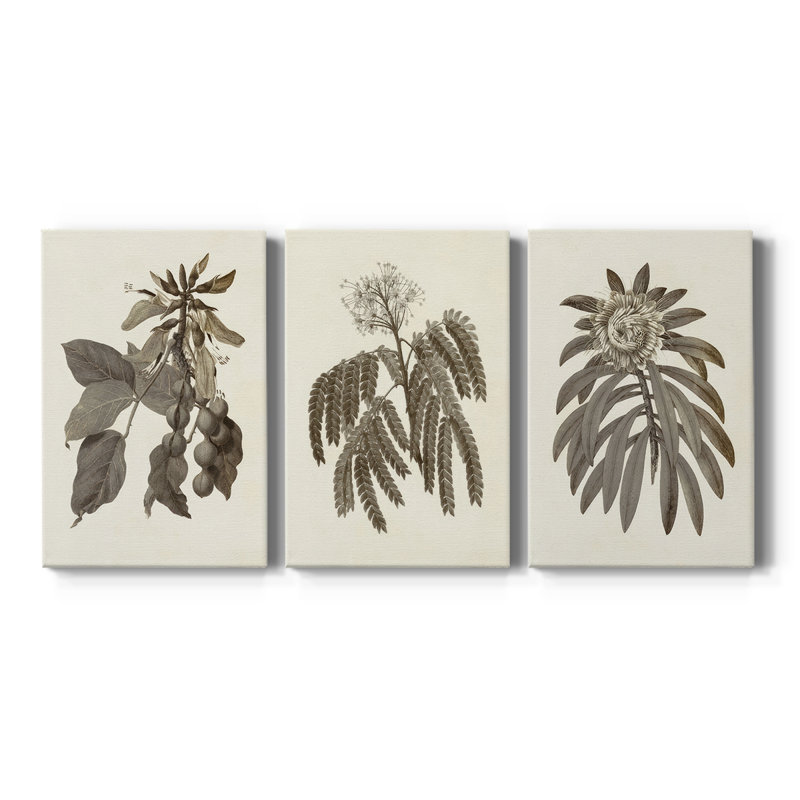 Sépia Botanicals IV - Toile tendue avec châssis sur mesure - 3 pièces, H 12 po x l 24 po