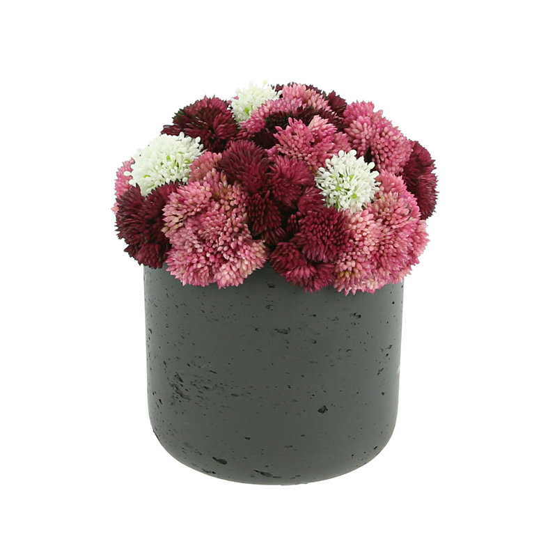 Succulent Arrangement in Vase, 8.5" H x 7.5" W x 7.5" D