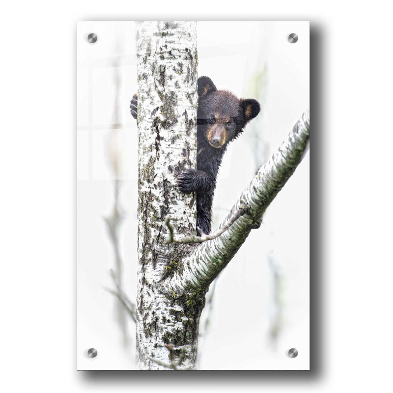 «Bears at Play V» par PH Burchett, art mural en verre acrylique, H 36 po x l 24 po x P 0,2 po