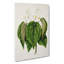 Whau Cork Tree Flowers by Sarah Featon - Wrapped Canvas-55305226