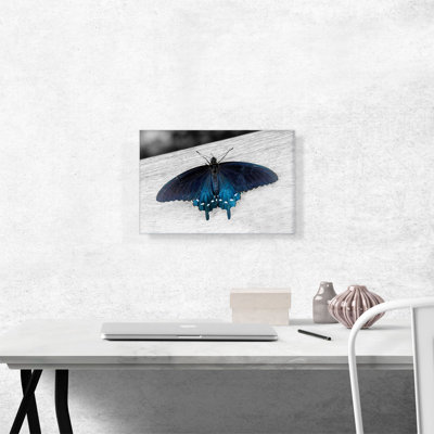 «Pipevine Swallowtail Butterfly», impression sur toile tendue