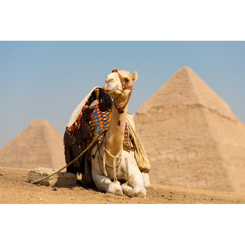 White Camel Resting Pyramids Cheops - Wrapped Canvas Print, 30cm H x 46cm W