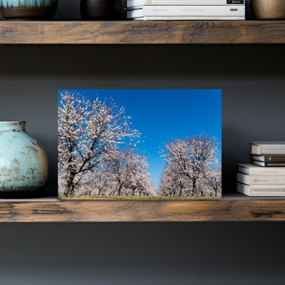 Almond Trees In Blossom, Cordoba Province, Andalusia, Southern Spain. Prunus Dulcis. Abstract Contemporary Landscape Nature Wall Art