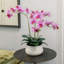 23" Phale Orchid