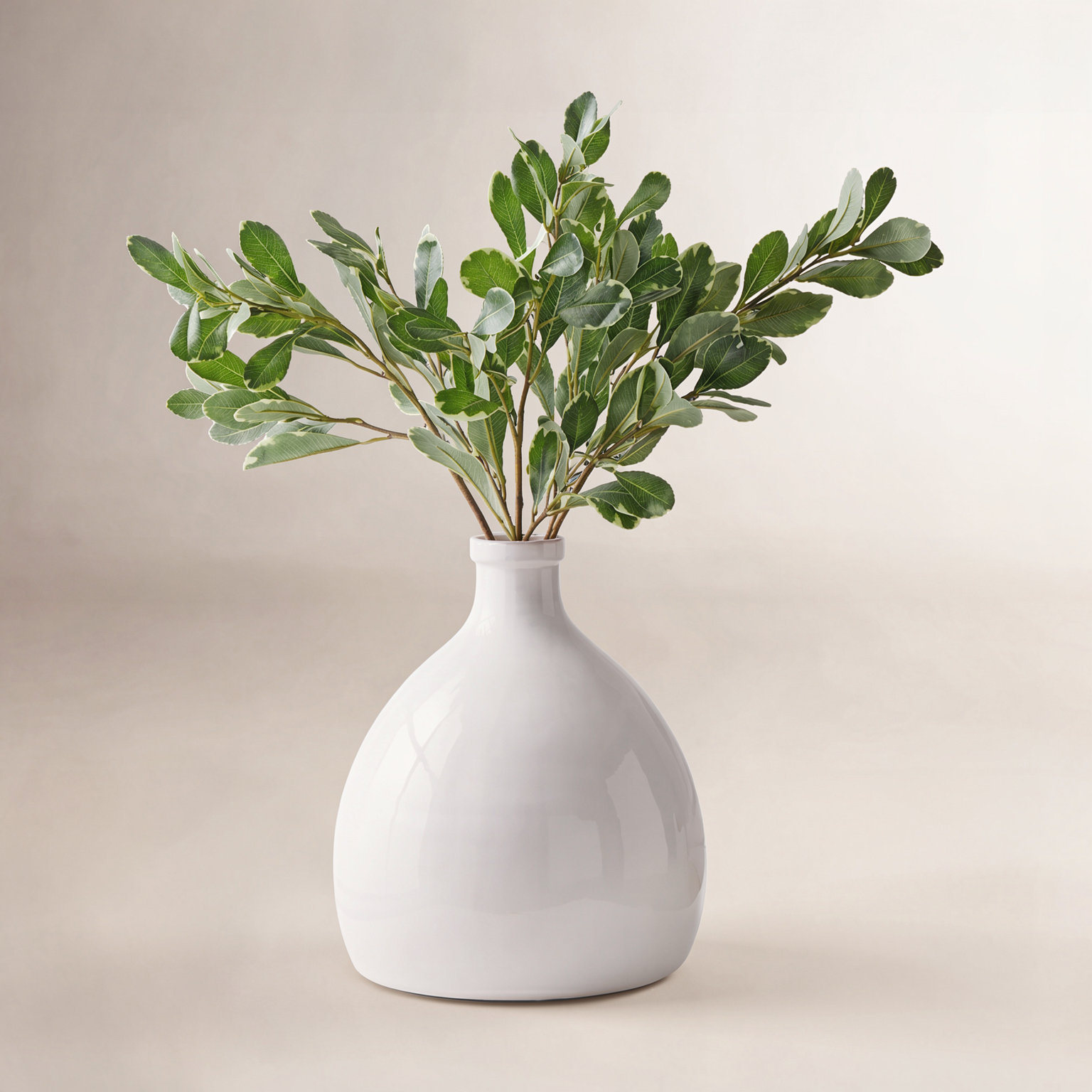 Pittosporum Stems