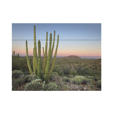 Cactus orgue au crépuscule sur bois