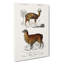 Alpaca and Antelope - Wrapped Canvas-55368621