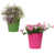 Pink/Green