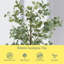 Faux eucalyptus Holzman en pot-492211337