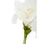 Fiori Amaryllis Arrangement