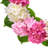 20" Pe Hydrangea Wreath
