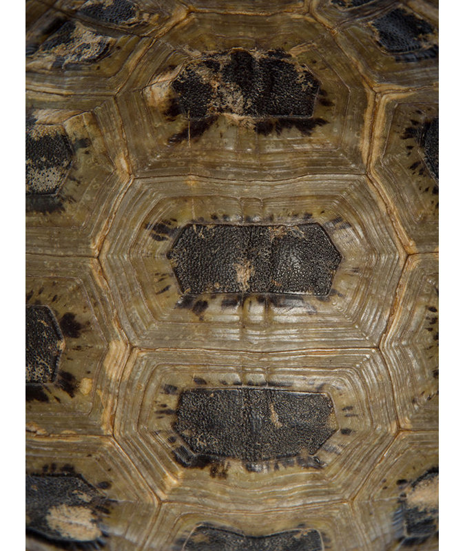 Carapacé à motif IIIV par Austin Beiv - impression, Mat, H 40 po x l 30 po