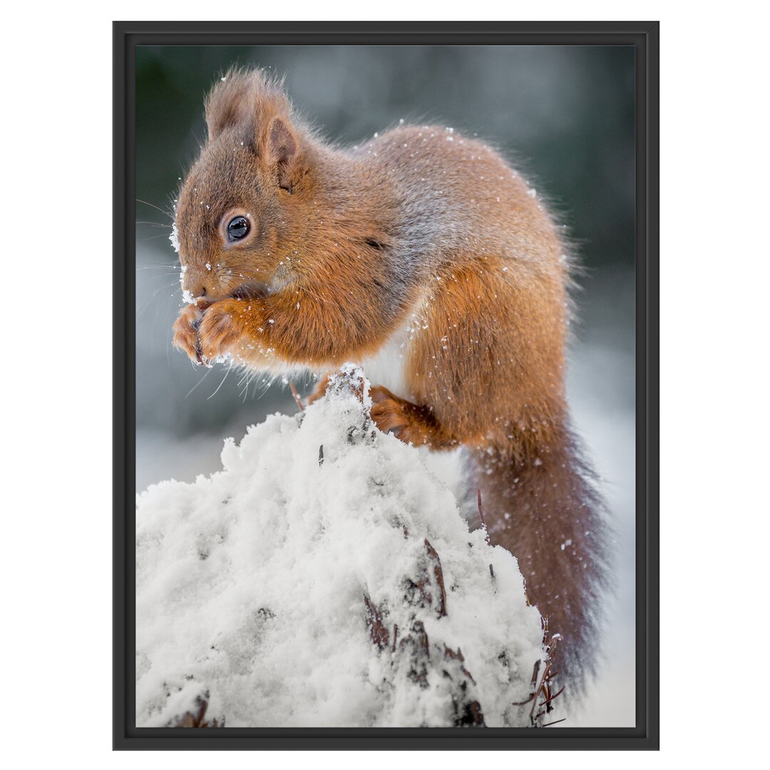 Gerahmtes Wandbild Kleines EichhörnchenWinter