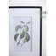 Botanique - ensemble de 2 reproductions de cadres photo